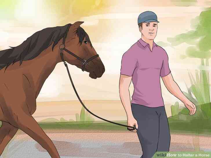 Image intitulée Licol Cheval Étape 16
